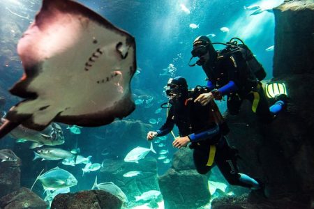 Two scuba divers gracefully diving in Madeira aquarium alongside a majestic stingray in the crystal-clear waters.